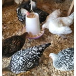 Image 4 of customer photos