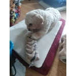 Image 5 of customer photos