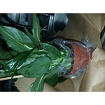 Image 4 of customer photos