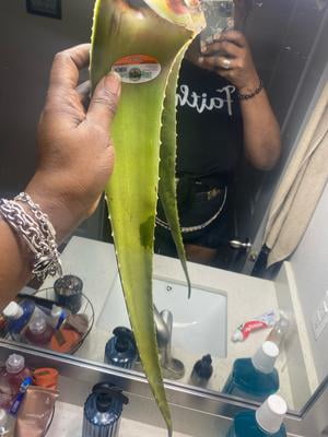 Fresh Aloe Leaf, Each - Walmart Business Supplies