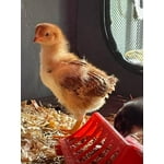 Image 2 of customer photos