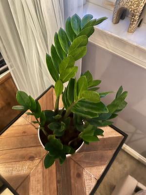 driftwood planter for succulents Natural Succulent Planter NYC