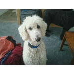 Image 5 of customer photos