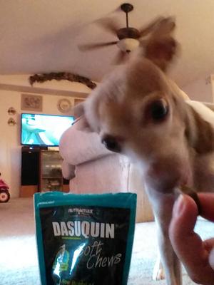 dasuquin for dogs walmart