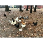 Image 7 of customer photos