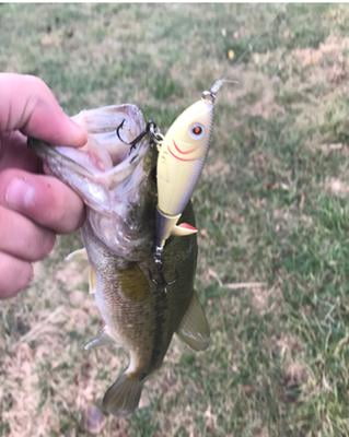 Rotating tail ships free!! Bone Ozark Trail Prop Bait 3.5/"