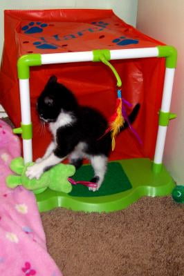 hartz just for cats hide n play