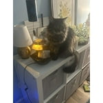 Image 1 of customer photos