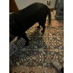 Image 5 of customer photos