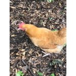 Image 6 of customer photos