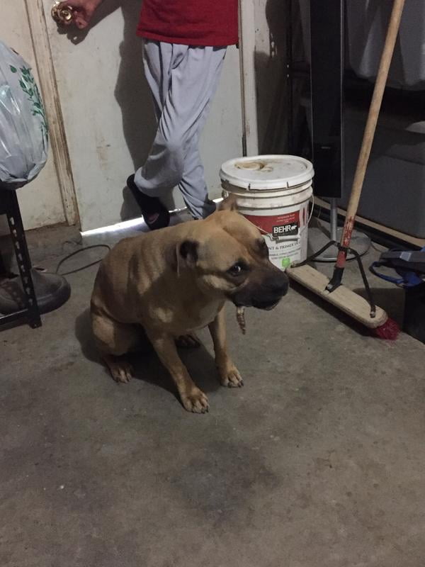 cadet bully sticks walmart