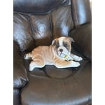 Image 1 of customer photos
