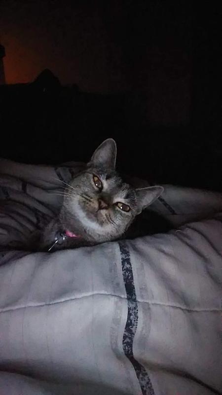 jackson galaxy air prey copter replacement