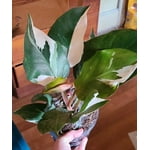 Image 7 of customer photos