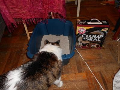 arm and hammer clump and seal walmart