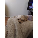 Image 4 of customer photos