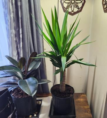 United Nursery Yucca Cane Live Plant, 24-32 In. Tall, Bright Green Leaves,  10-Inch Grower Pot, Indoor or Outdoor Decor - Walmart.com