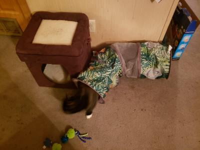 kitty city jungle tunnel