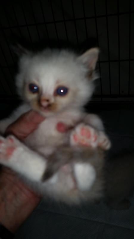 royal canin babycat instinctive mousse