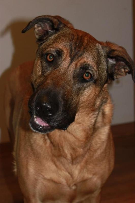 Why Is My Dogs Face Drooping On One Side