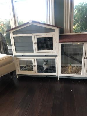 rabbit hutch pet city