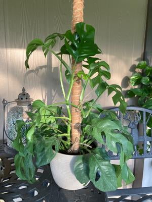2 Pack 25 Inch Bendable Moss Pole for Indoor Plant Support