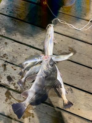Shakespeare Catch More Fish Spinning Reel And Fishing Rod Combo Walmart Com Walmart Com