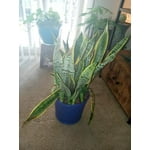 Image 6 of customer photos