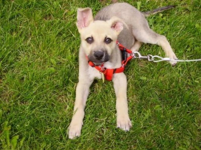 hill's science diet puppy food walmart