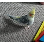 Image 4 of customer photos