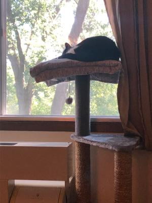 Cat Craft 3 Story Cat Perch Lookout Grey Walmart Com