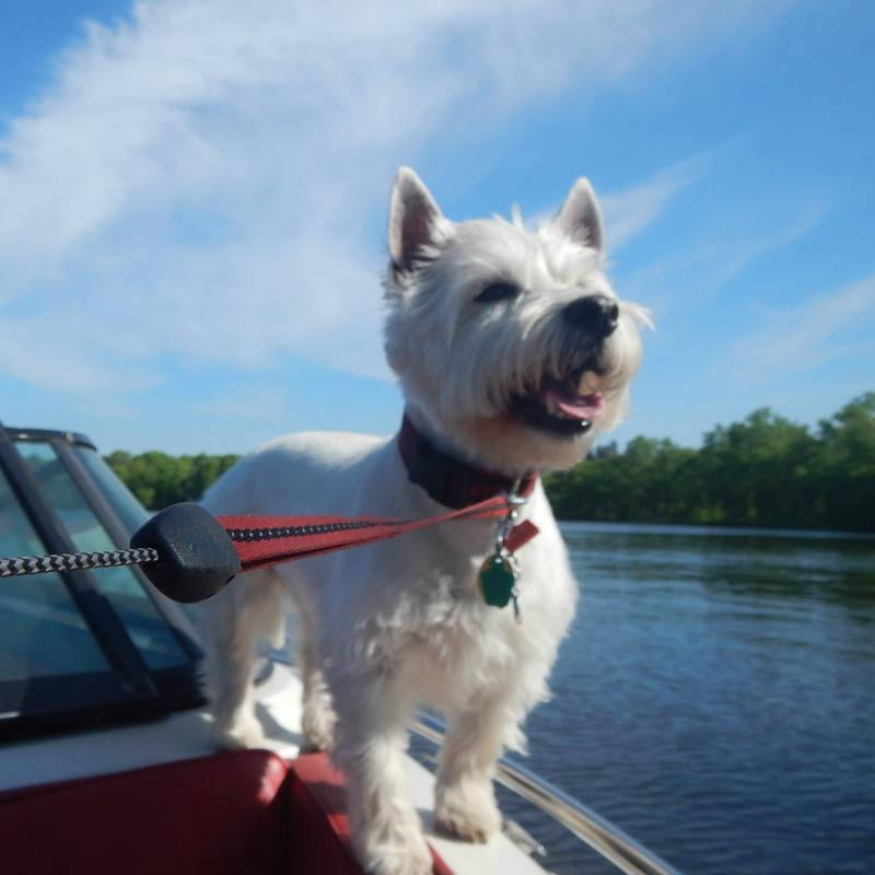 royal canin westie dog food