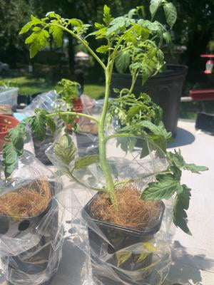 Expert Gardener 1PT Cherry Tomato Live Edible Plant Sun 6-Pack