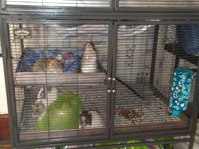 MidWest Gabbia Critter Nation Deluxe Per Piccoli Animali – 91x61x62 Cm, Grigio Quarzo, Doppie Porte Antifuga, Vaschetta Rimovibile, Per Ratti, Cincillà, Furetti E Degu - Foto 1