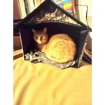 Image 5 of customer photos