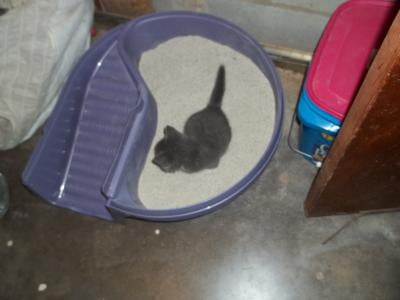 domed cat litter box