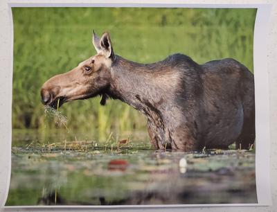 hp deskjet plus 4152 walmart