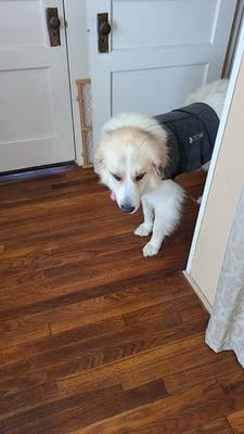 milk bone 10 lb walmart