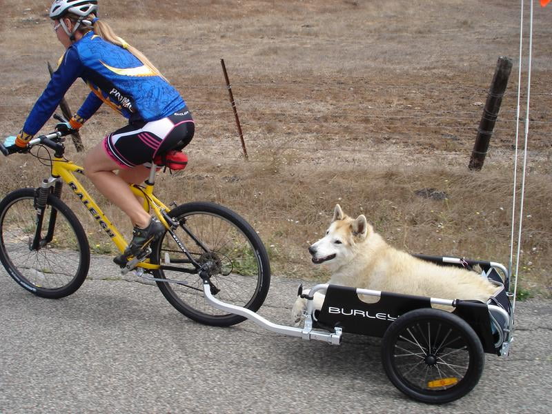 flatbed bicycle trailer