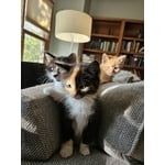 Image 4 of customer photos