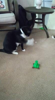 butterfly cat toy walmart