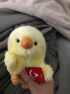 aurora rolly pet