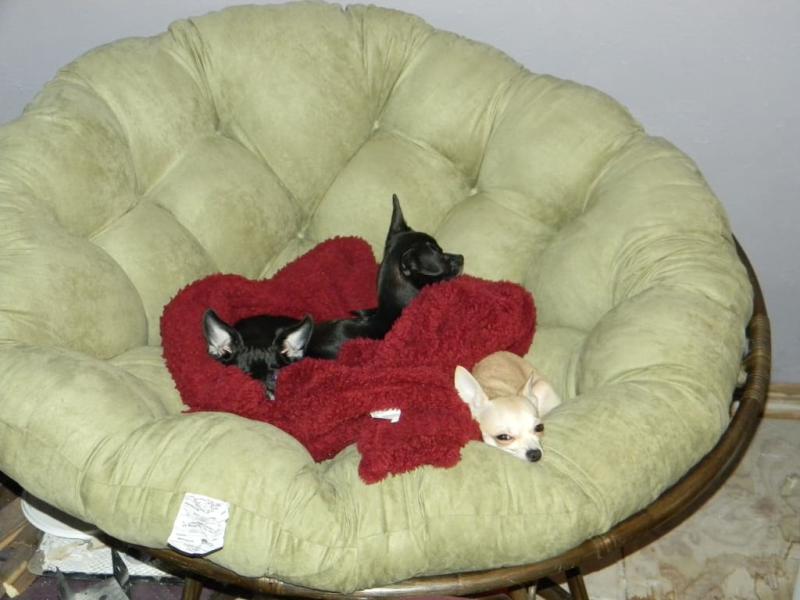 Blazing Needles Single Papasan Cushion Walmart Com Walmart Com