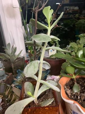 Hoffman A H Inc Good Earth 10404 4qt Cactus Succelen Mix Walmart Com Walmart Com