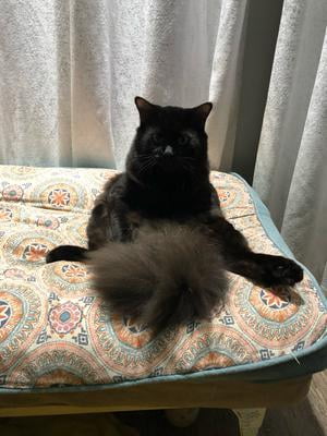 walmart purina one urinary tract