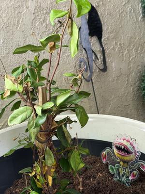 Expert Gardener Star Jasmine 'Large Leaf' (2.5 Quart) Aromatic
