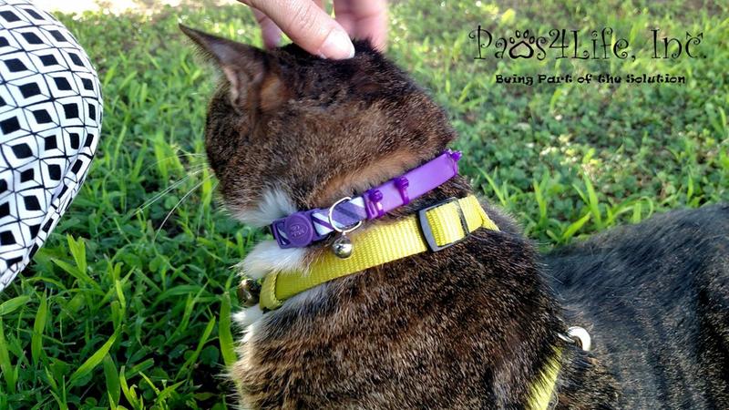 breakaway calming cat collar