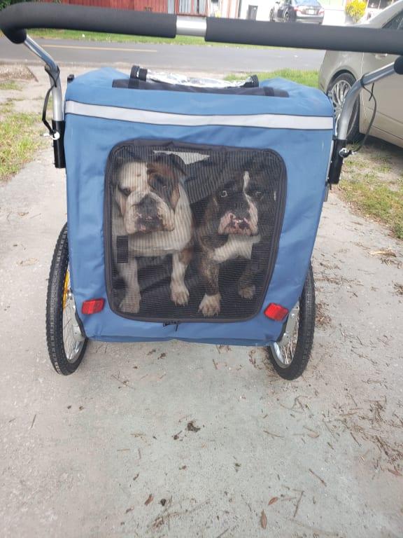 rage powersports dog trailer