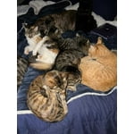 Image 5 of customer photos