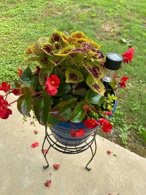 Better Homes & Gardens 1.5gal Multicolor Begonia Coleus Annual